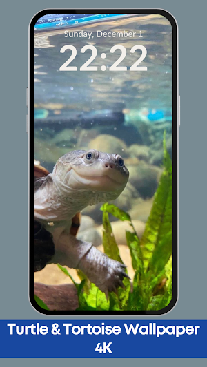 Turtle and Tortoise Wallpaper Screenshot 0