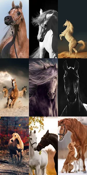 Horse Wallpapers HD Screenshot 1