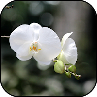 Tropical orchids wallpapers