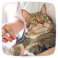 Cat Care Guide