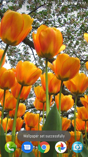 Colourful Flower Hd Wallpaper Screenshot 2