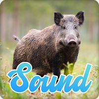 Wild Boar Sounds Effect