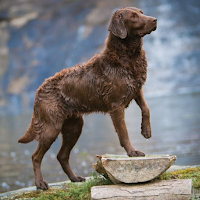 Chesapeake Retriever Wallpaper