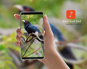 Asian koel bird Ringtones Screenshot 0