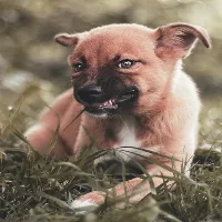 Dog Growling Sounds