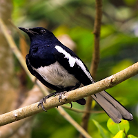 Kacer Bird Sound For Mastering
