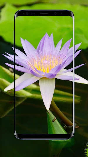 Water Lilies Flower Wallpapers Screenshot 2