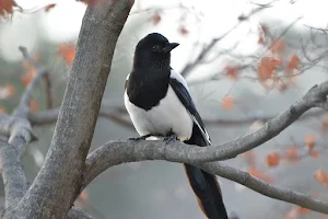 Magpie Bird Wallpapers Screenshot 3