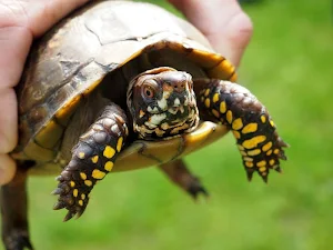Turtle wallpapers Screenshot 3