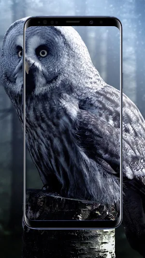 Owl Wallpaper Screenshot 1