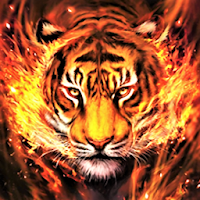 Tiger Wallpaper HD