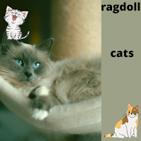 ragdoll cats