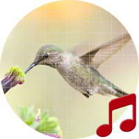 Hummingbird sounds ~ Sboard.pro