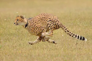 Cheetah Wallpapers HD Screenshot 3