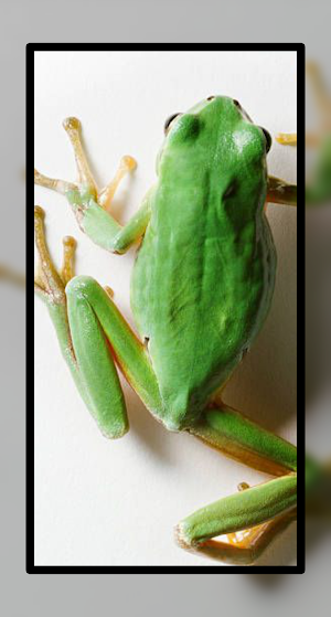 Frog Wallpaper Cute HD 4K Screenshot 2