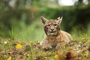 Lynx Wallpapers Screenshot 1