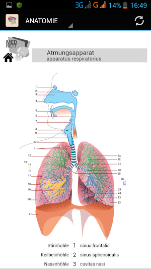 Anatomie-MedRett Screenshot 3