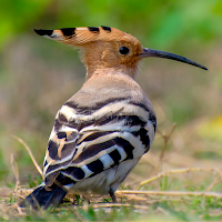 Hoopoe Bird Sounds