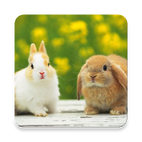 Rabbit and Bunny Sound Collections ~ Sclip.app