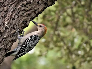 Woodpecker wallpapers Screenshot 2