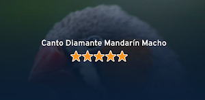 Canto Diamante Mandarín Macho Screenshot 0