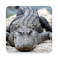 Alligator Sound Collections ~ Sclip.app