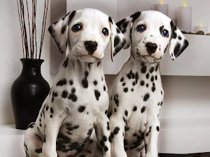 Dalmatian Dog Wallpaper HD screenshot 8