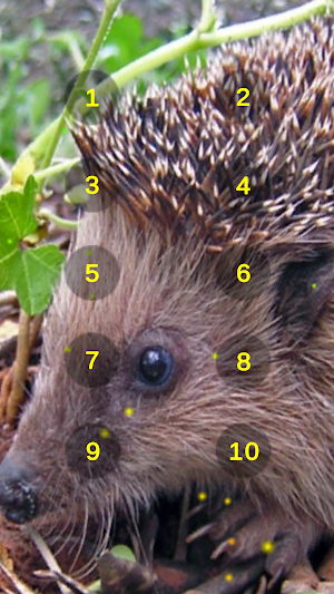 Hedgehog And Hedge Hog Sounds Screenshot 0