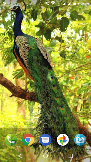 Peacock Wallpaper Screenshot 0