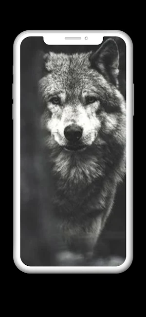 Wolf Wallpaper HD Screenshot 0