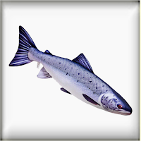 Salmon Recipes