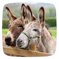 Donkey Ringtones