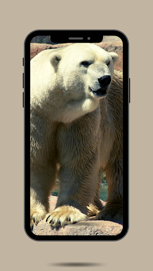 Bear Ringtone Screenshot 1