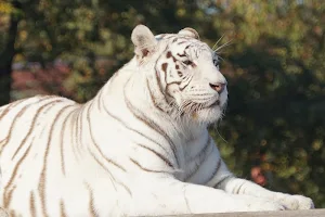 White tiger wallpapers Screenshot 1