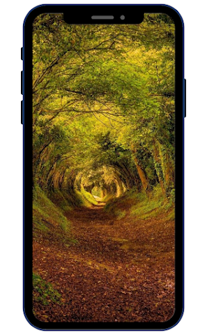Forest Wallpapers Screenshot 1