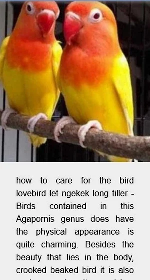 Caring for lovebird birds Screenshot 3