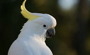 Parrot Bird Screenshot 1