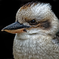 laughing kookaburra Sounds