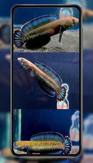 Ikan Channa Wallpaper Screenshot 0