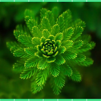 Green Wallpapers