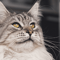 Cats wallpaper HD