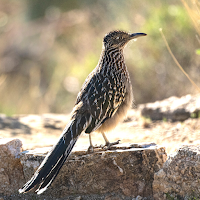 Buttonquail Sounds
