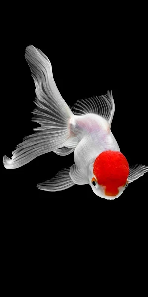 Goldfish Wallpapers Screenshot 0