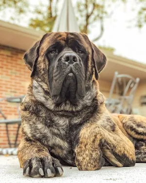 Mastiff Dogs Wallpapers Screenshot 2