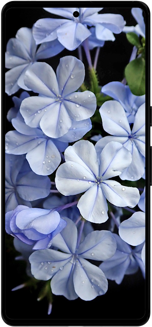 Plumbago Flower Wallpapers HD Screenshot 1