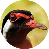 Red-wattled lapwing Bird Sounds