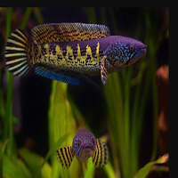 Ikan Channa Wallpaper HD