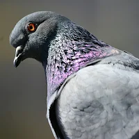 Pigeon Wallpapers