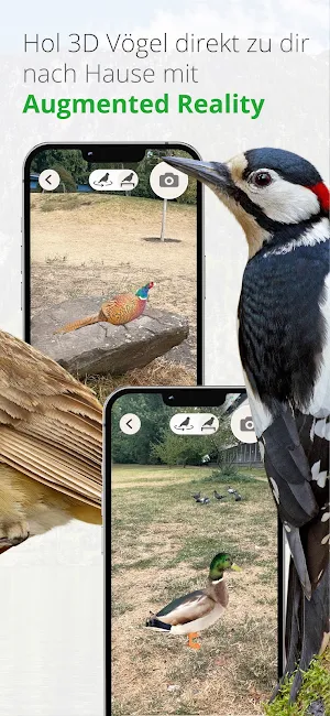 Vögel in Österreich Screenshot 3