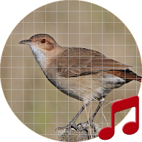 Argentina bird sounds ~ Sboard.pro